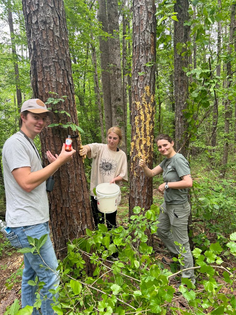 CVN lab spreading bark butter