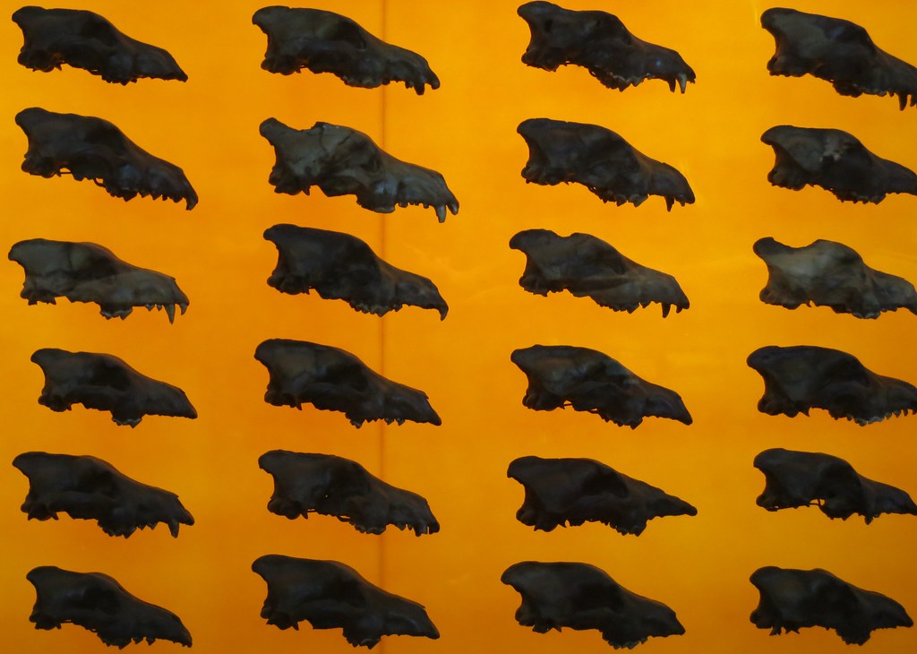 wall of dire wolf skulls at the La Brea tar pits