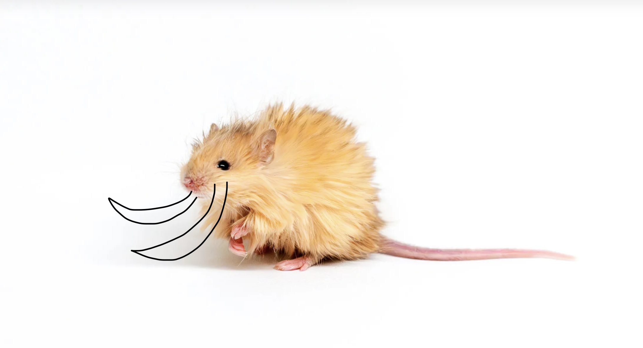 wooly mouse from colossal biosciences with tusks drawn on