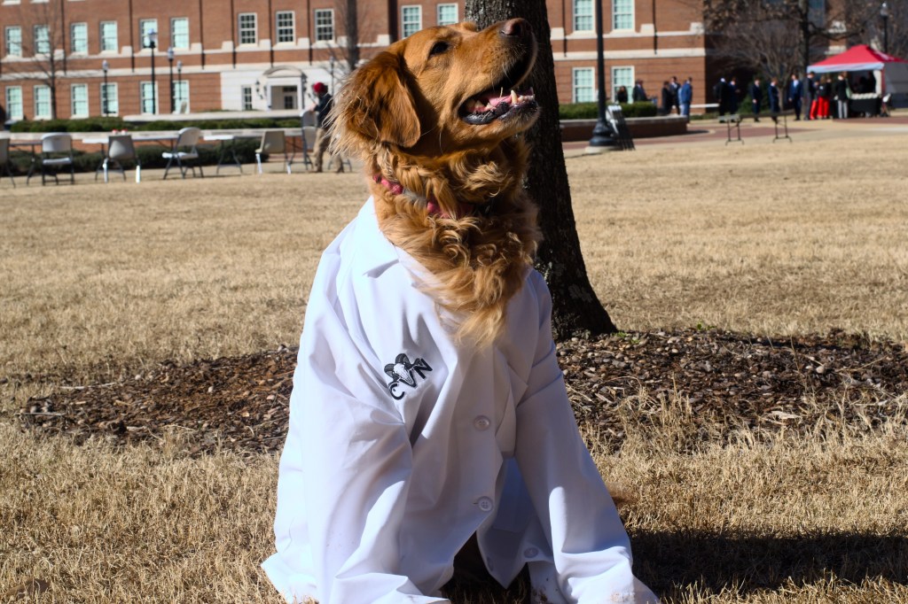 A golden retriever in a lab coat
