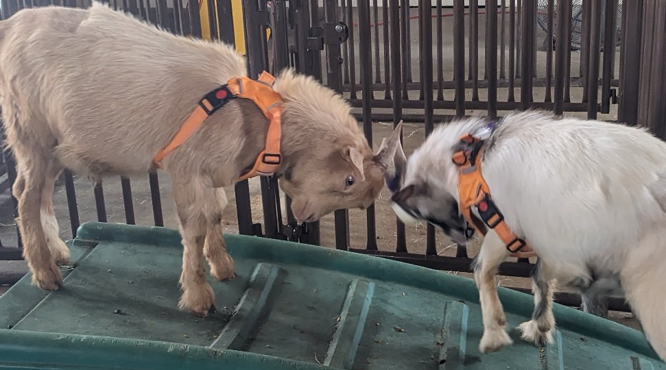 two goats headbutting